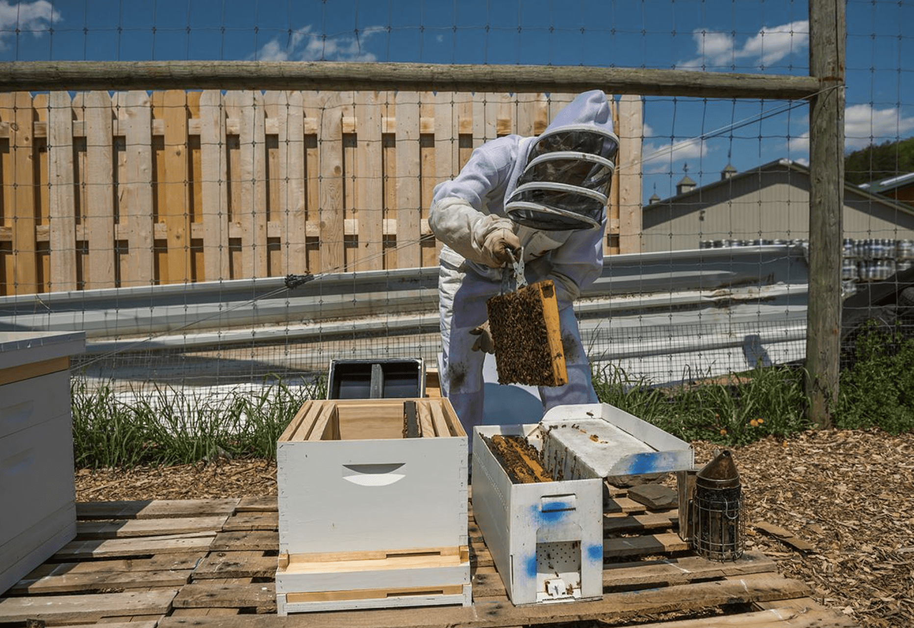 Photo of Professor Ian Helfant in a white bee suit opening up one of the bee hives.