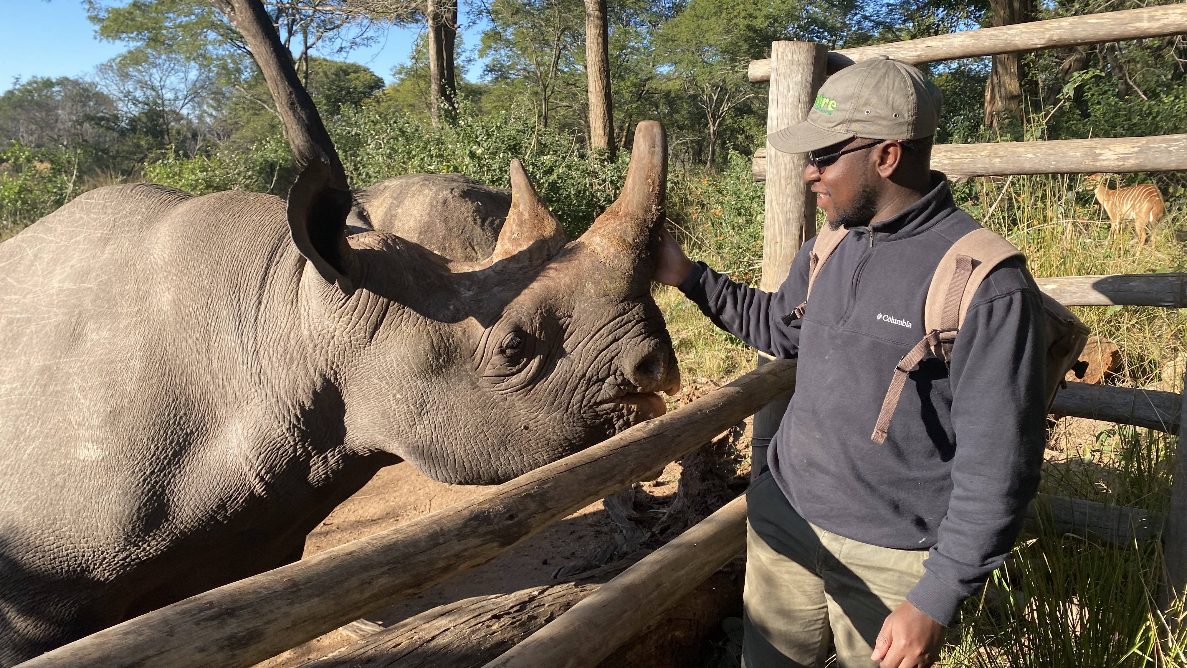 Macdonald with an endangered black rhino at Imire: Rhino and Wildlife Conservancy