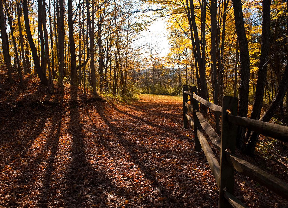 A walking path through Colgate forested lands blanked in leaves during autumn