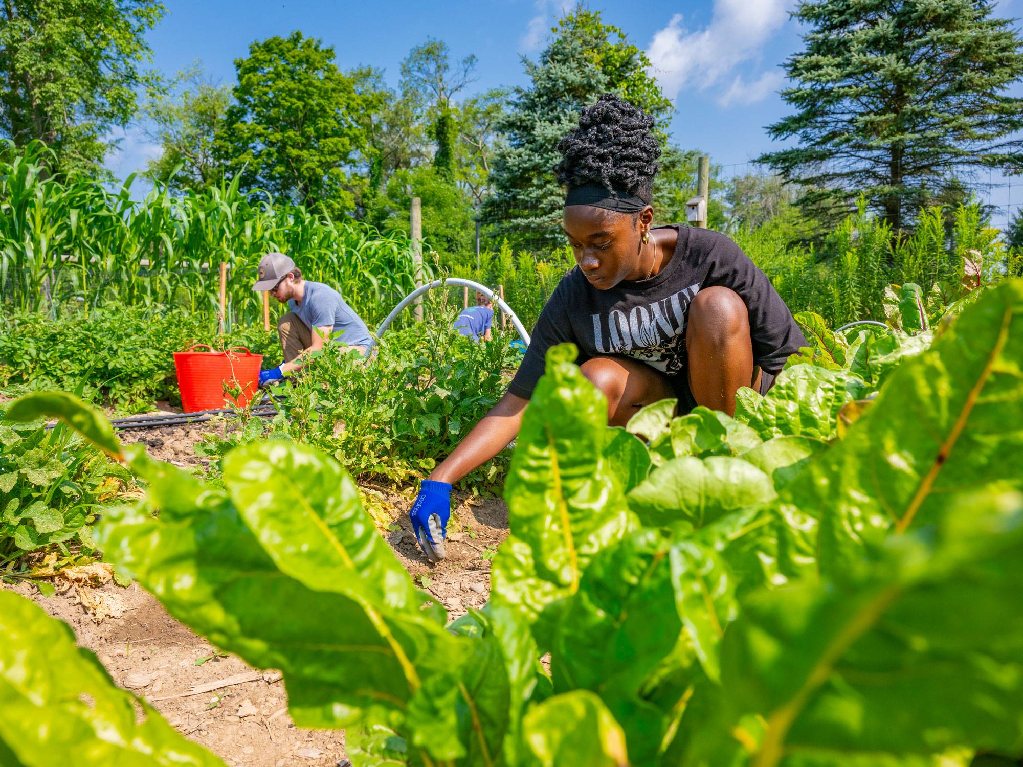 Students at work in garden