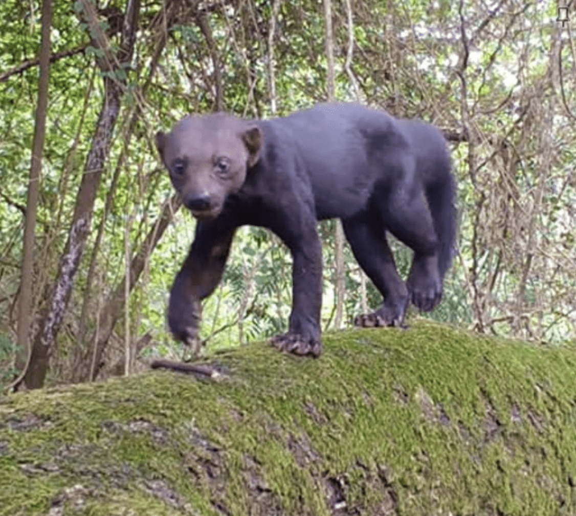 Photo of a brown animal crawling on a mossy log.