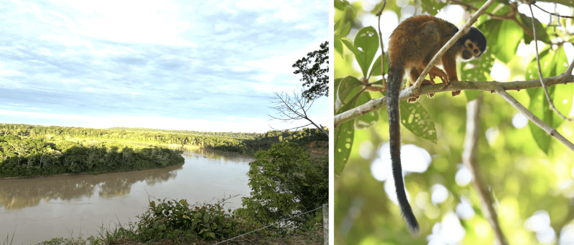 Photo of the left showing a river surrounded by rainforest. Photo of the right showing a monkey on a branch.