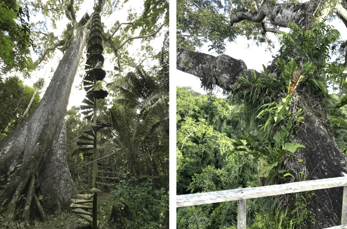 Two photos showing impressive rainforest trees.