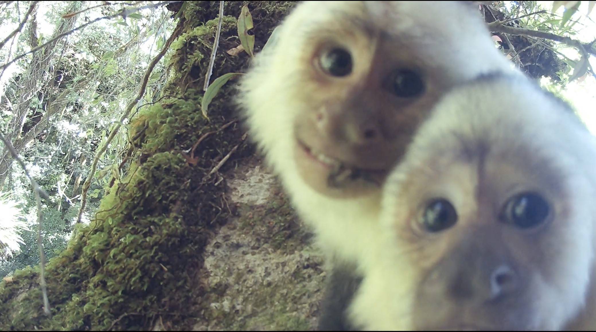 pair of monkeys in rainforest