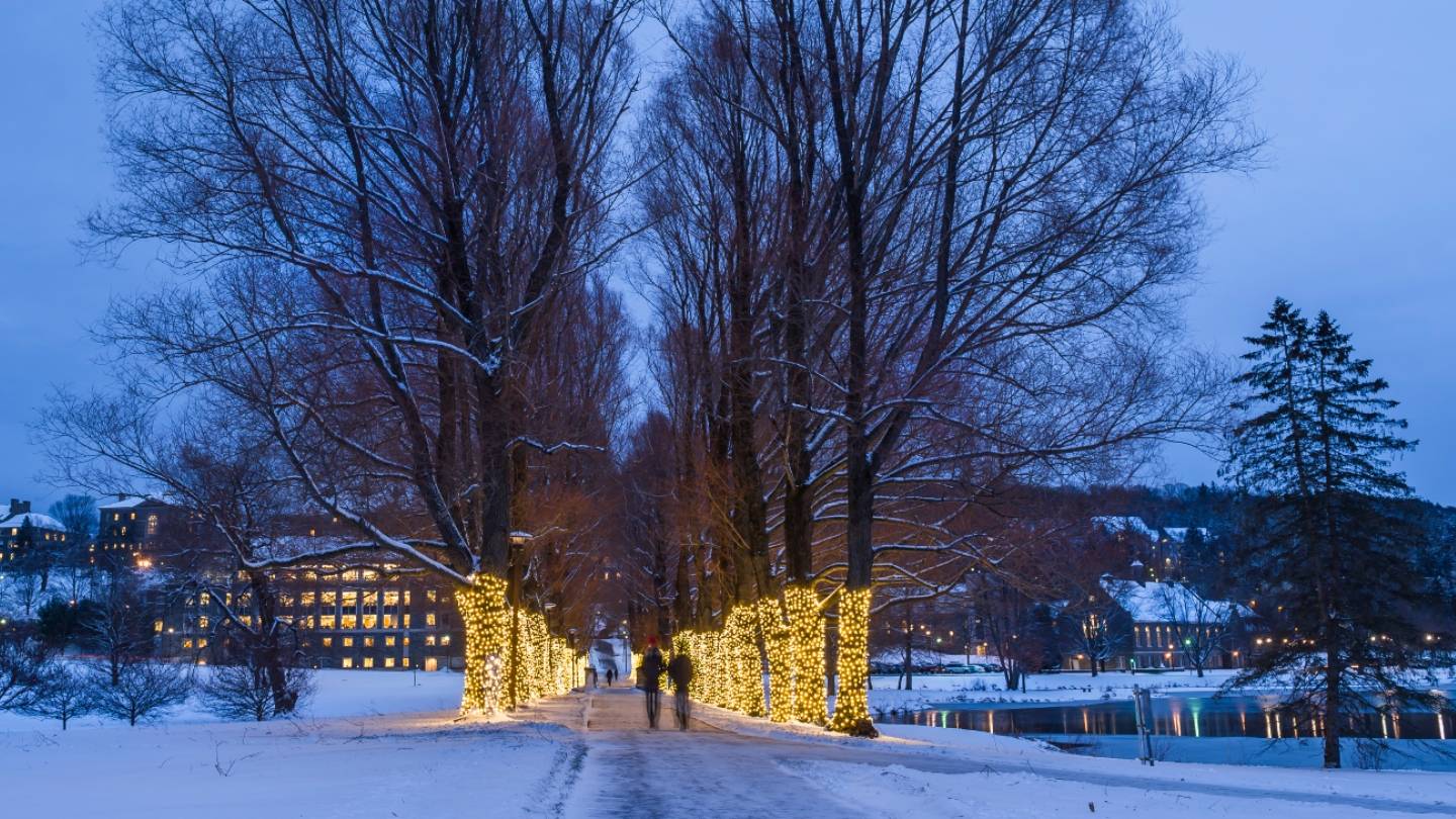 Lighted Willow Path