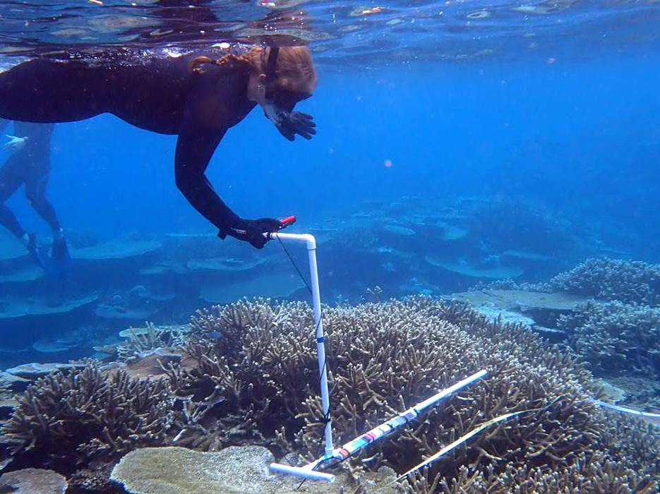 Amelia Rastley snorkels to take underwater research measurements