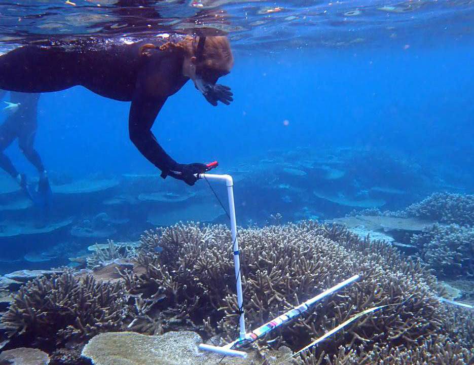 Amelia Rastley ’25 gathering data on coral