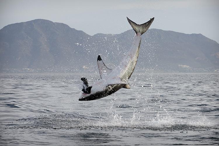 Shark leaps out of water to grab prey