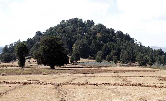 A sacred forest rises from farmland in Ethiopia